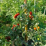 Tra E Montagne Nonna Maria Dubino